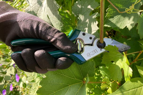 Testing the Burgon and Ball professional compact bypass secateurs.jpg